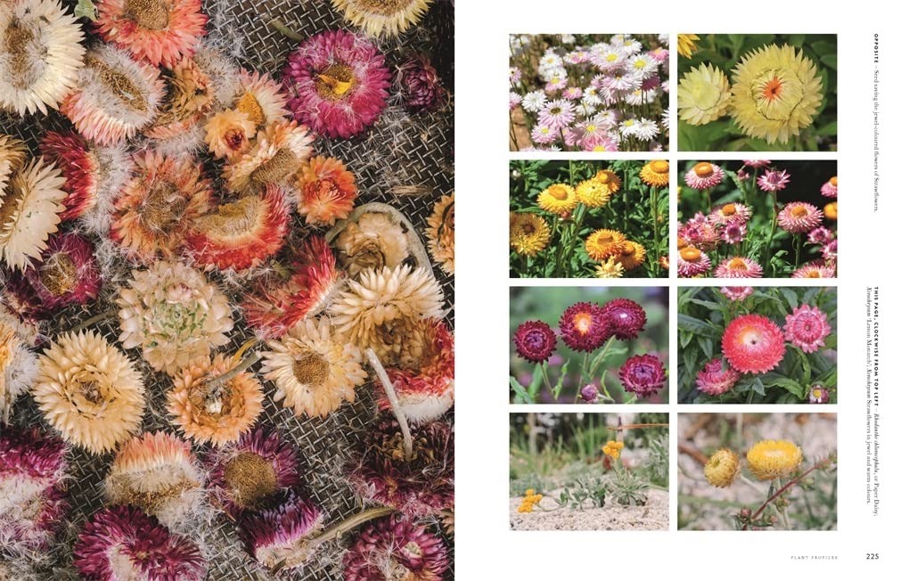 Super Bloom: A field Guide to Flowers for Every Gardener - Jac Semmler