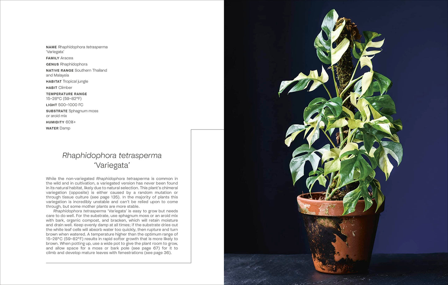 Not Another Jungle: Comprehensive Care for Extraordinary Houseplants