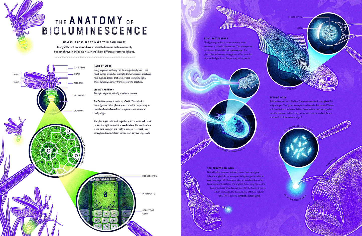 Glow: The Wild Wonders of Bioluminescence