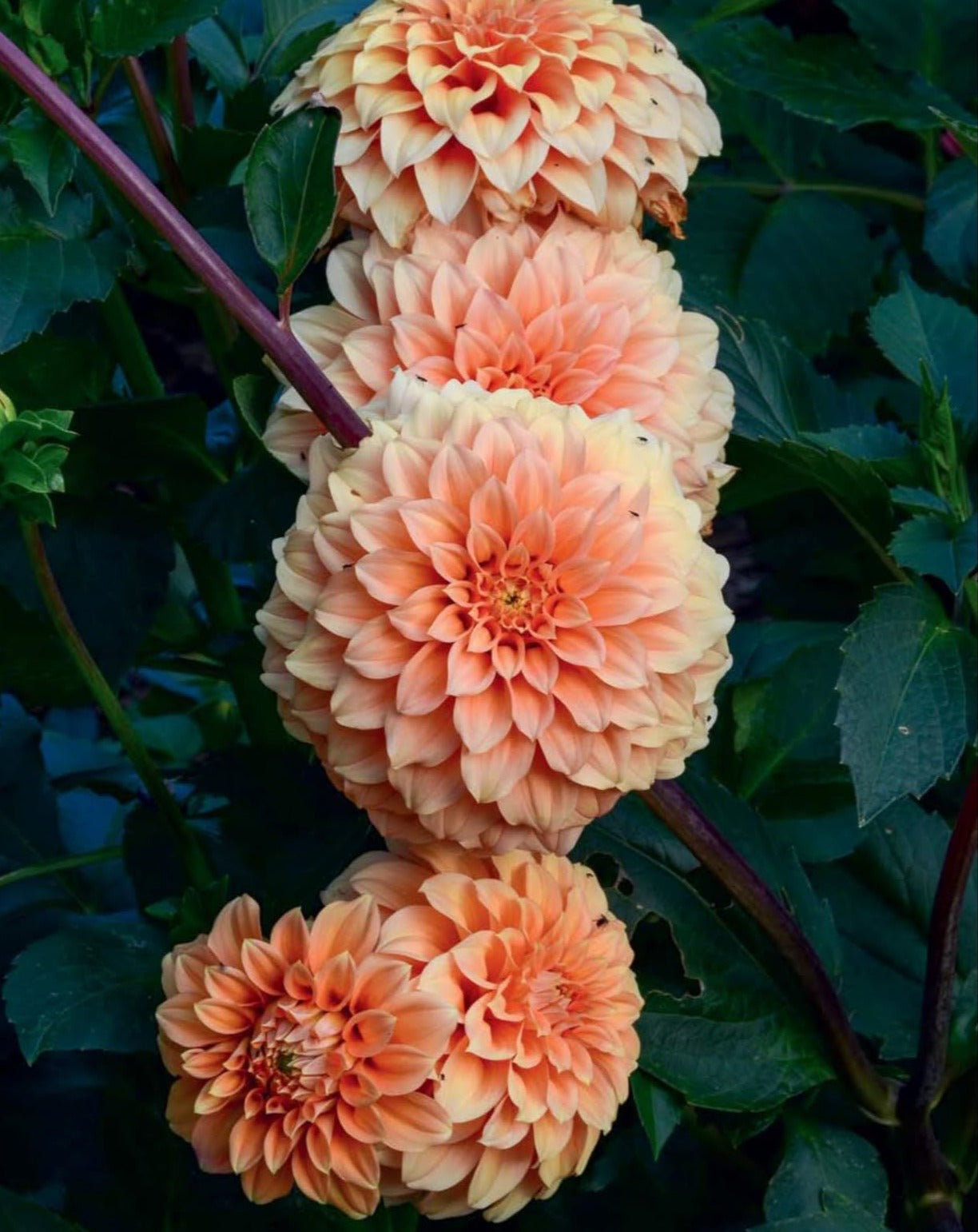 Super Bloom Handbook