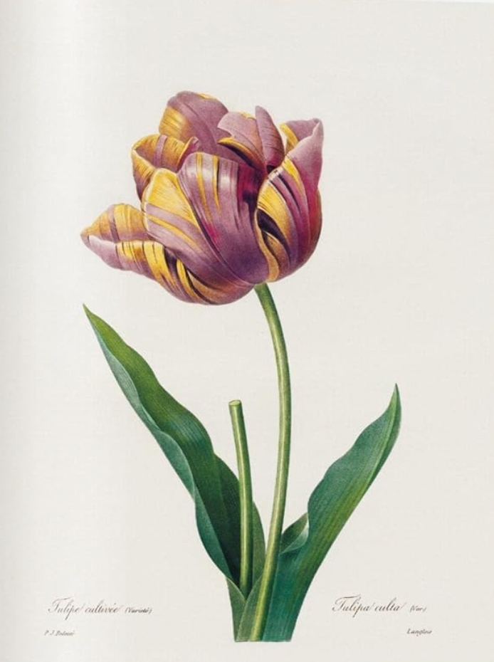 Redoute. Book of Flowers. 40th Anniversary Edition