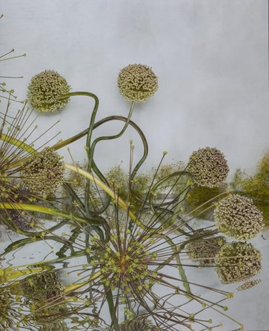 Emily Thompson Flowers