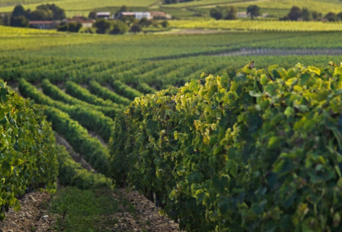 Spirit of Cognac: Rémy Martin, 300 Years of Savoir Faire