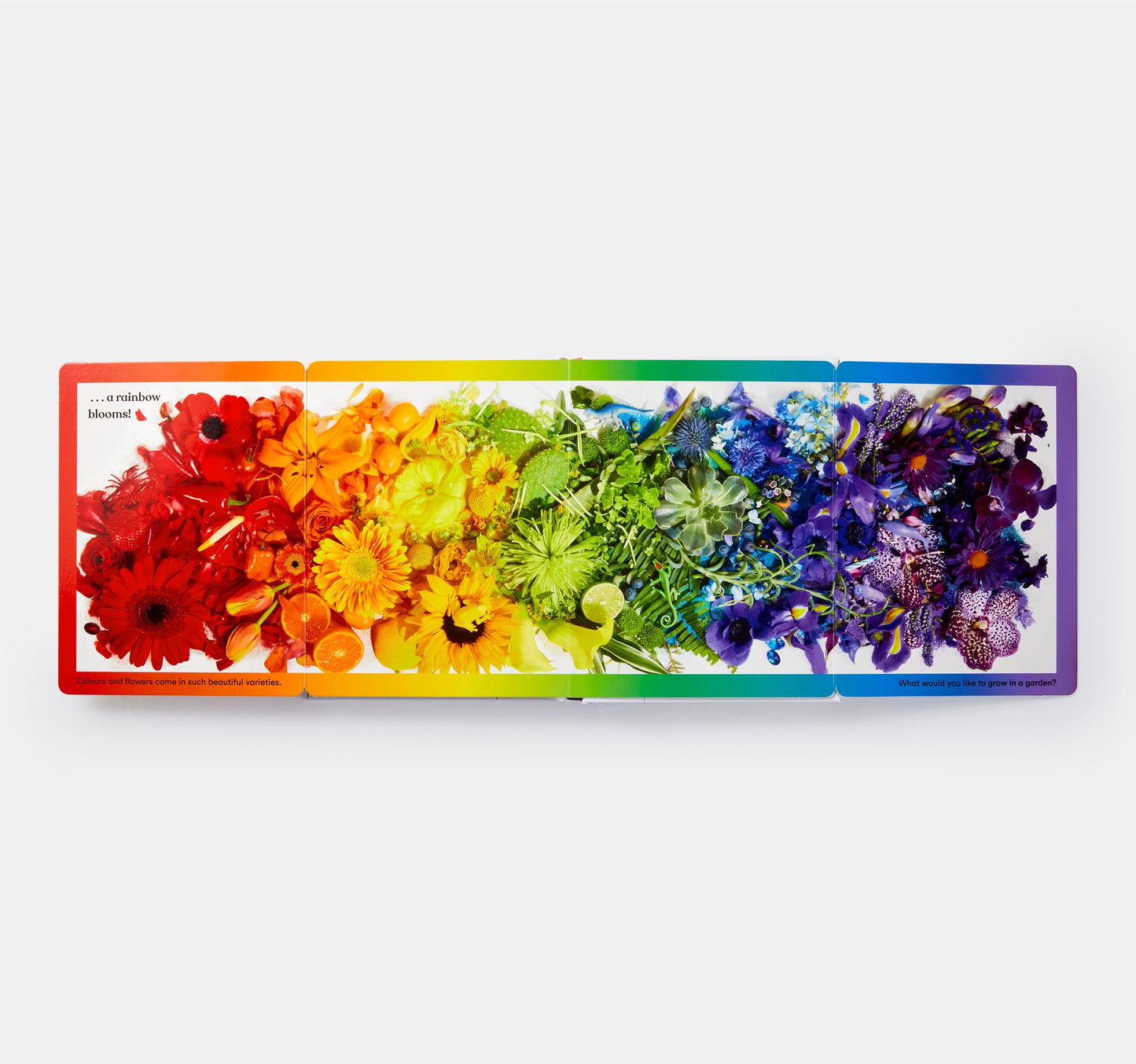 Rainbows in Bloom: Discovering Colours with Flowers
