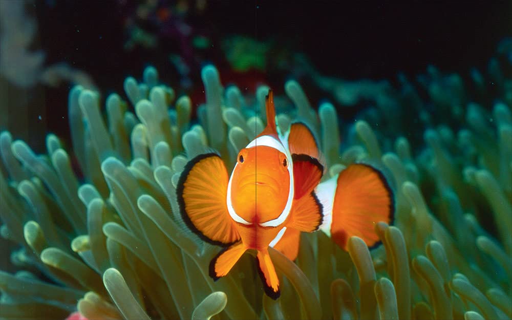 Photographs of Submerged Worlds (Underwater Photography) – Vincenzo Paolillo