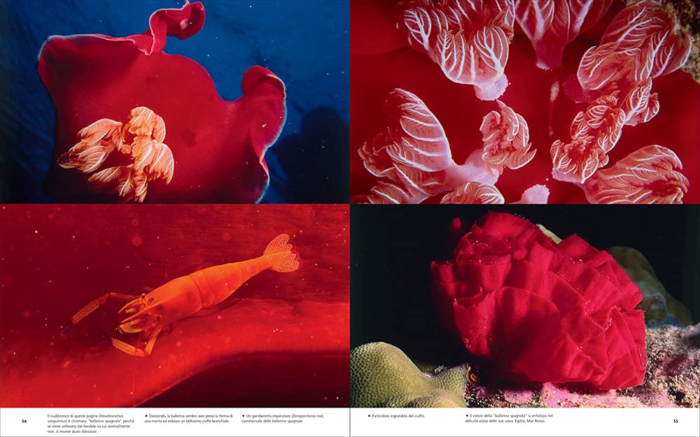 Photographs of Submerged Worlds (Underwater Photography) – Vincenzo Paolillo