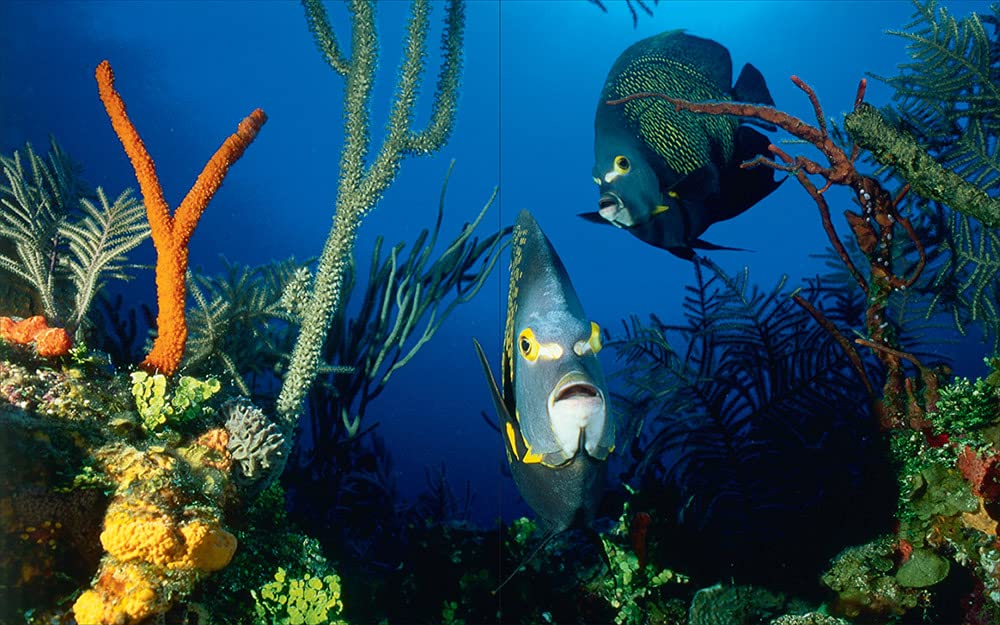 Photographs of Submerged Worlds (Underwater Photography) – Vincenzo Paolillo