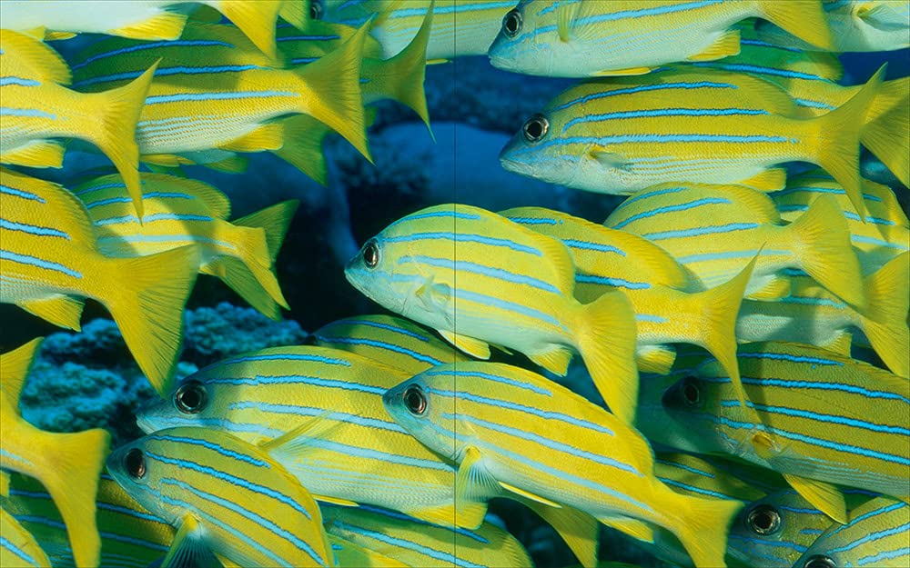 Photographs of Submerged Worlds (Underwater Photography) – Vincenzo Paolillo