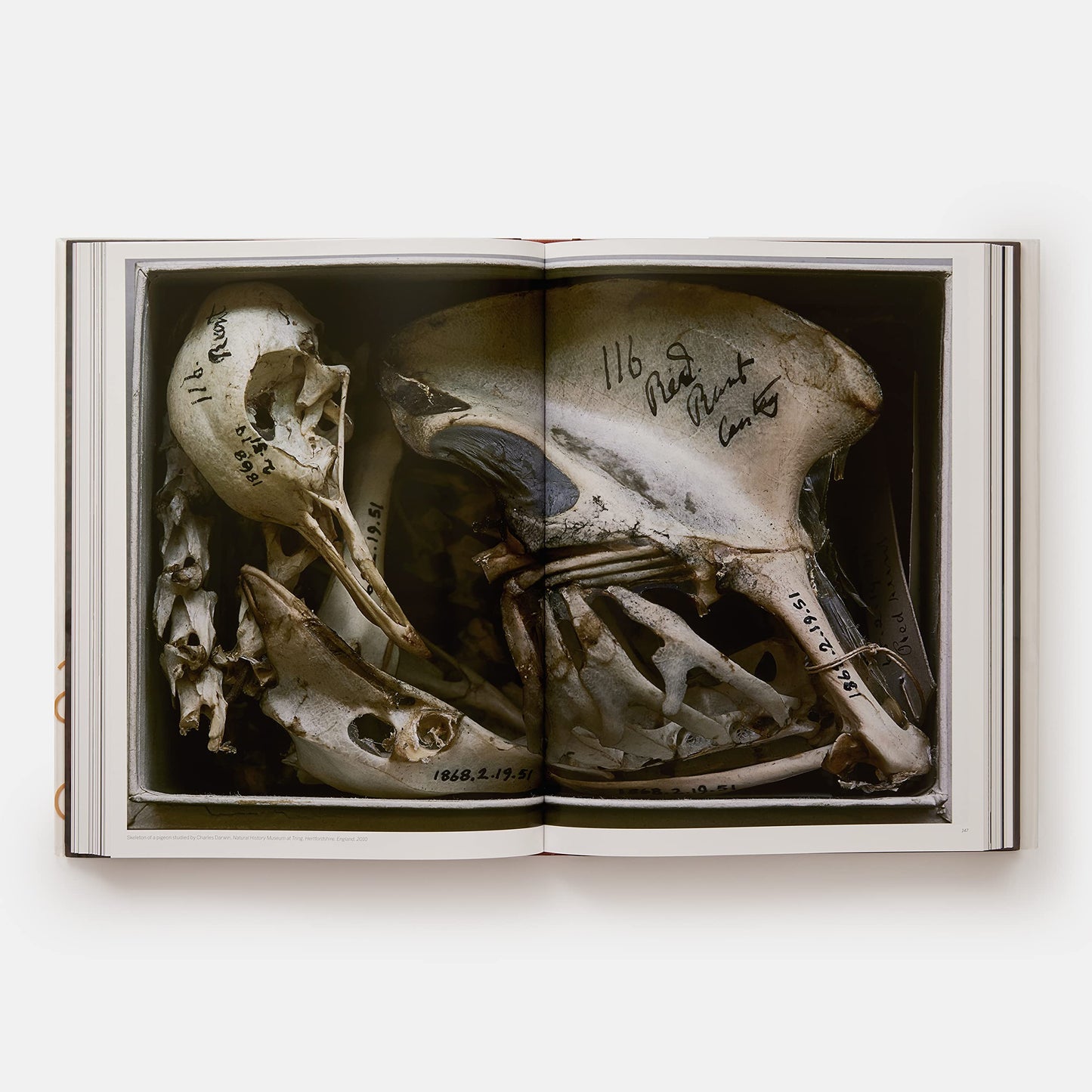 Annie Leibovitz: Portraits 2005-2016 ed 2022
