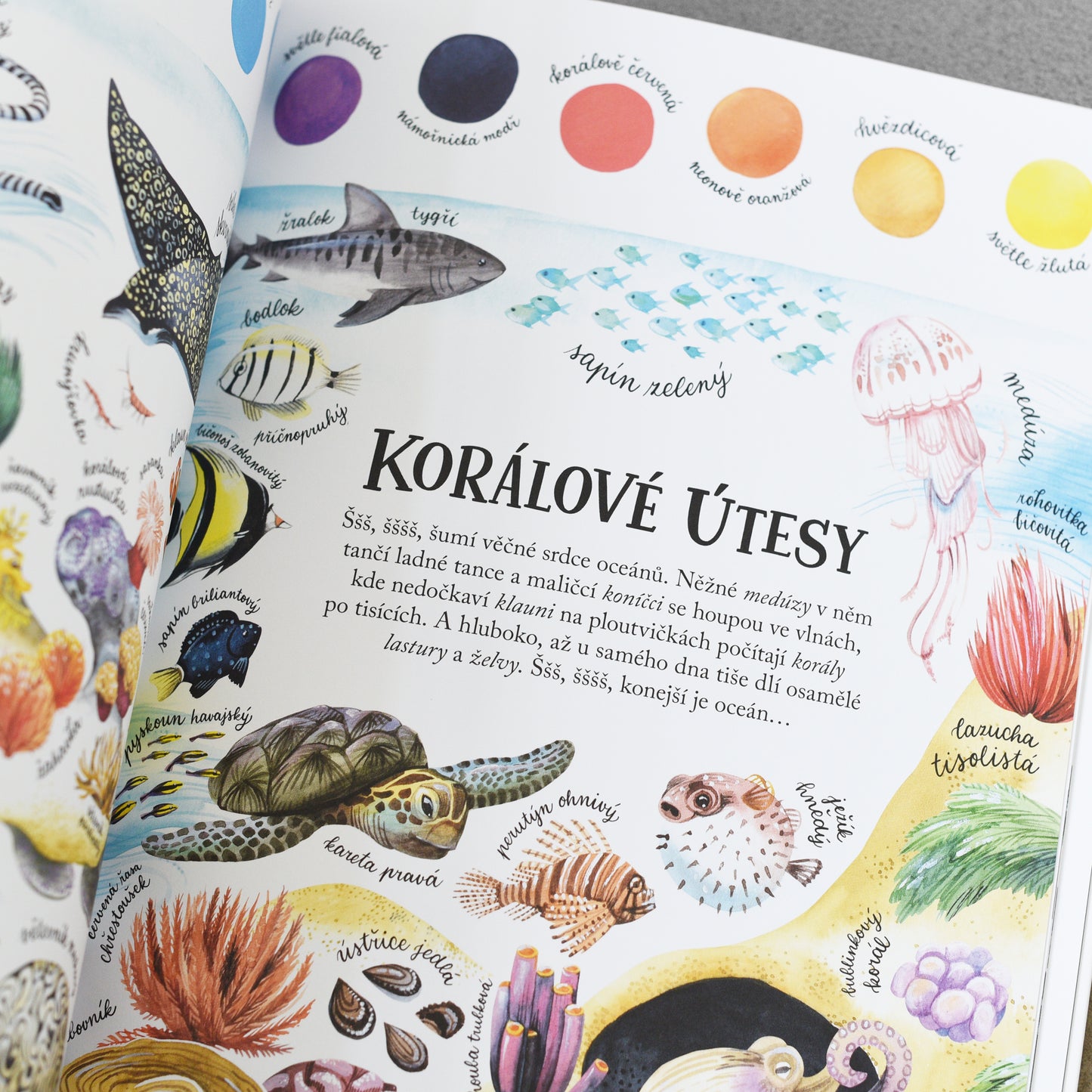 Barvy krajiny – Magdalena Konečná, Jana Sedláčková, Štěpánka Sekaninová