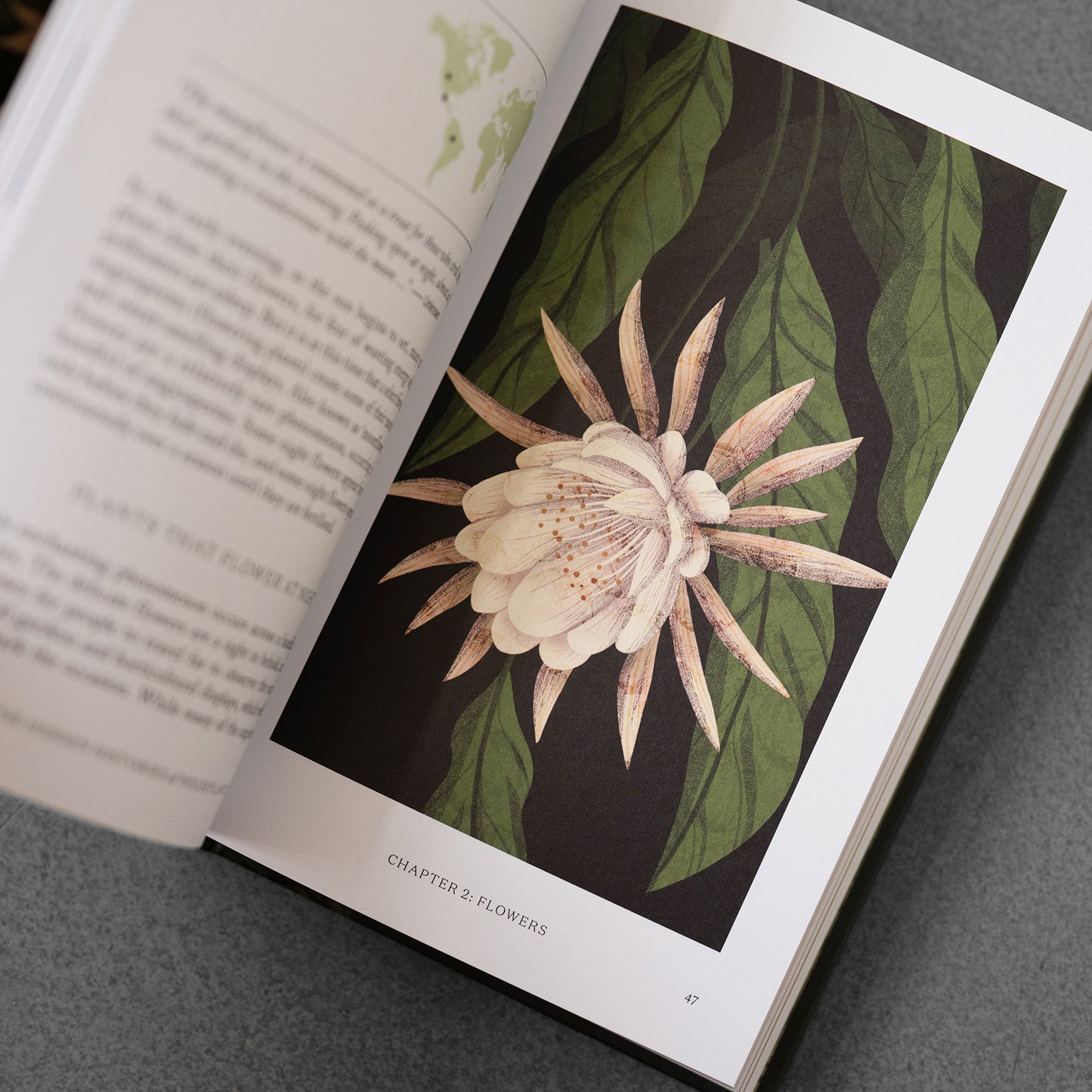 Hidden Histories of Houseplants: Fascinating Stories of Our Most-Loved Houseplants