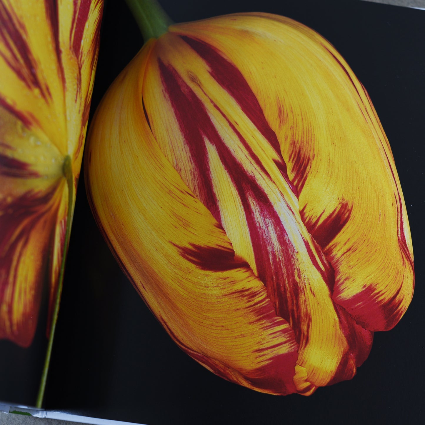 Tulips