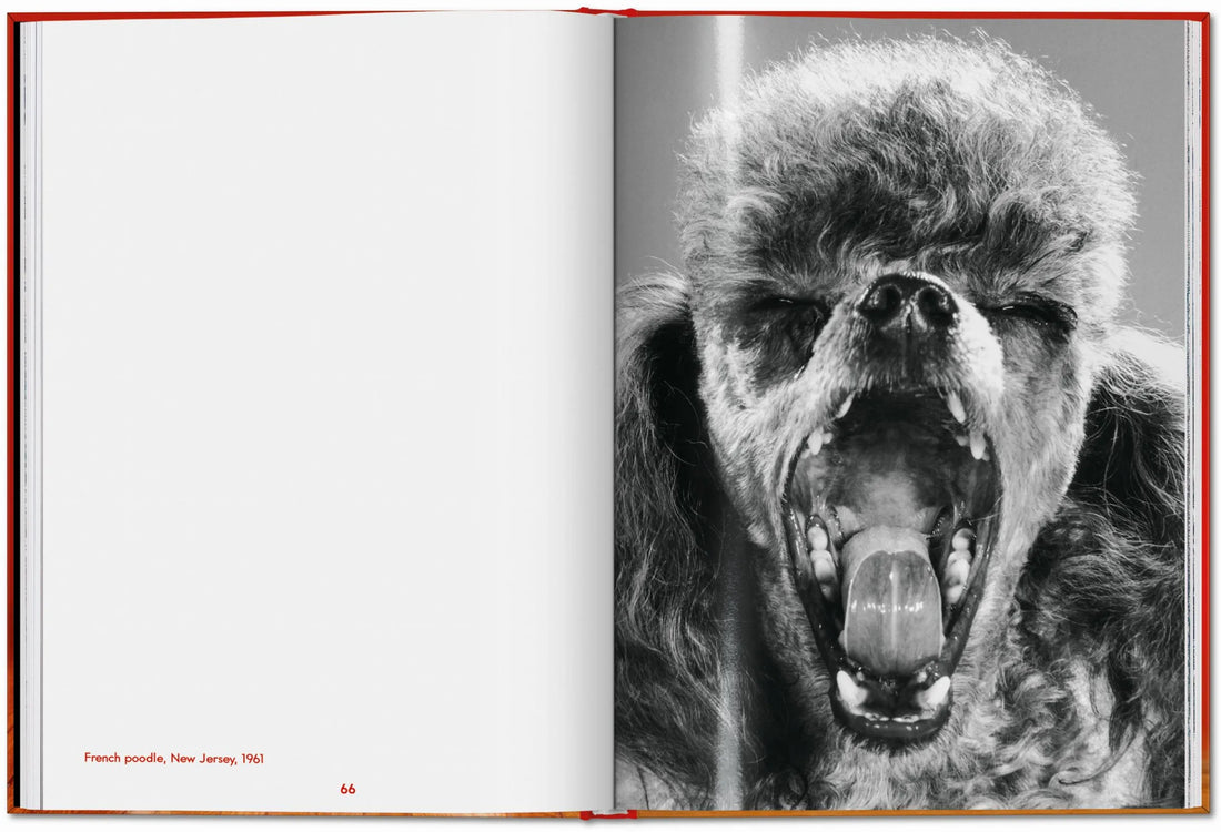 Walter Chandoha. Dogs. Photographs 1941–1991