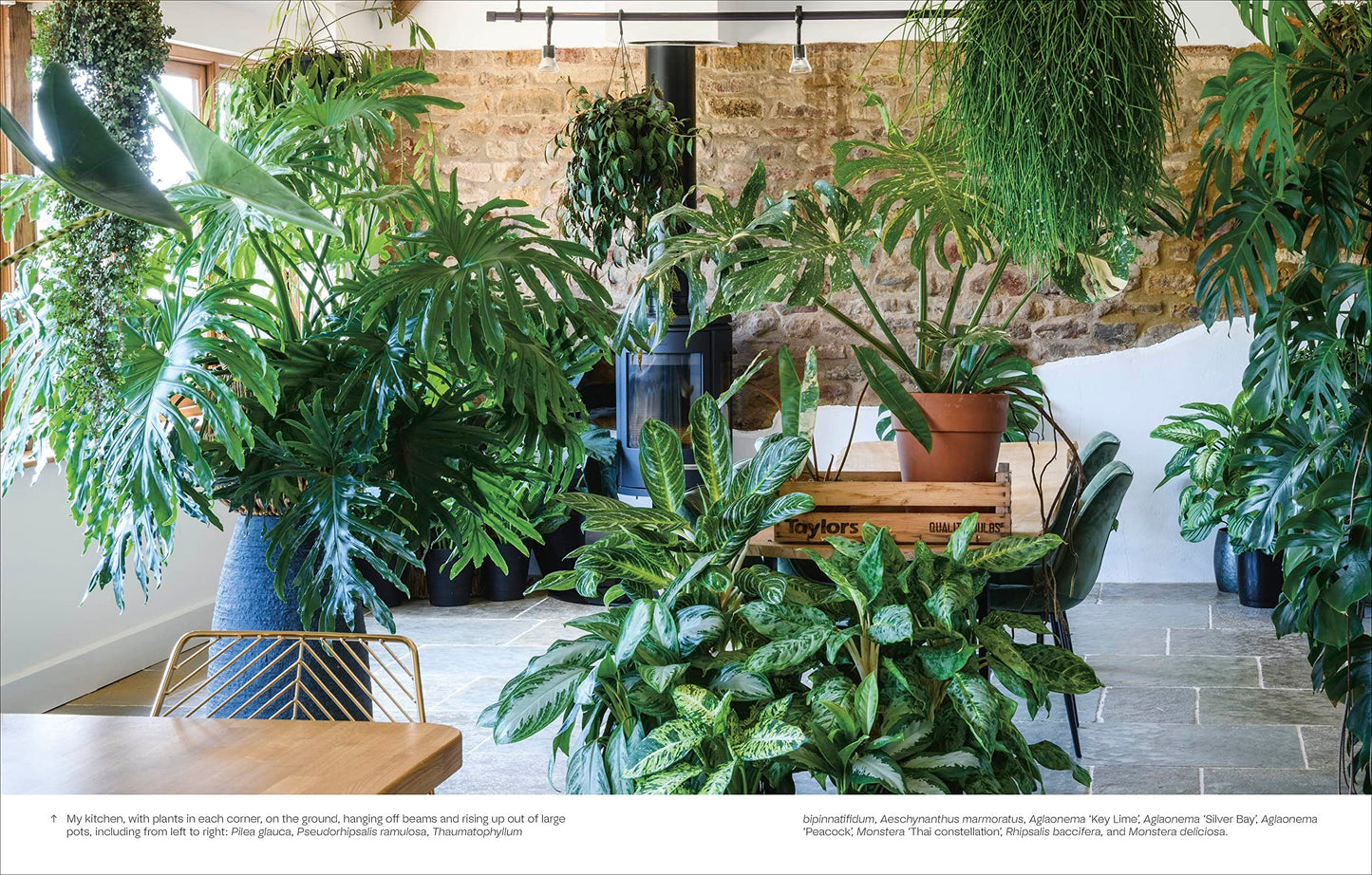 Not Another Jungle: Comprehensive Care for Extraordinary Houseplants