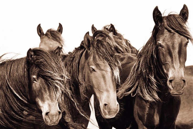 The Wild Horses of Sable Island