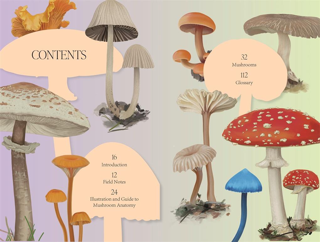 Mushroom Magic: An illustrated introduction to fascinating fungi