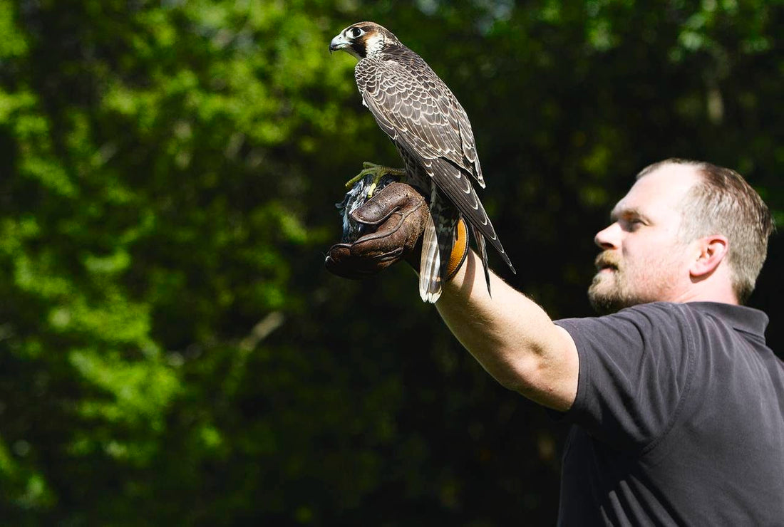The Hunting Book: Oliver Dorn