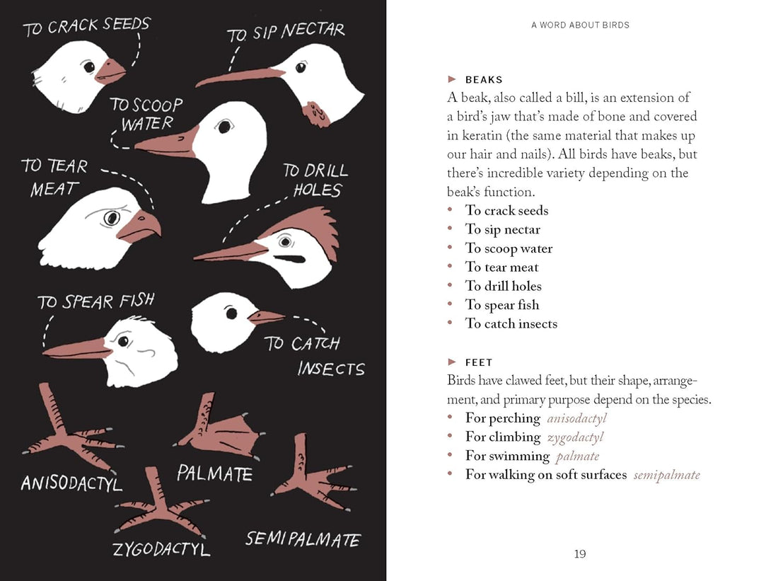 Pocket Nature: Bird-Watching