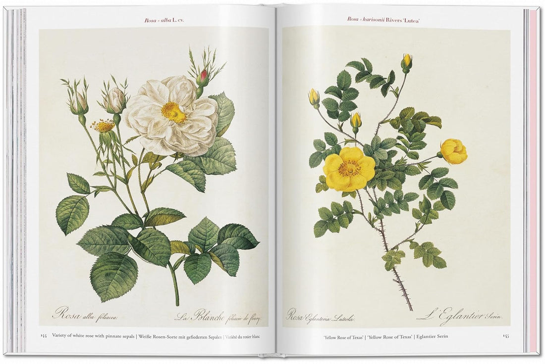 Redouté: Roses; the Complete Plates 1817-1824