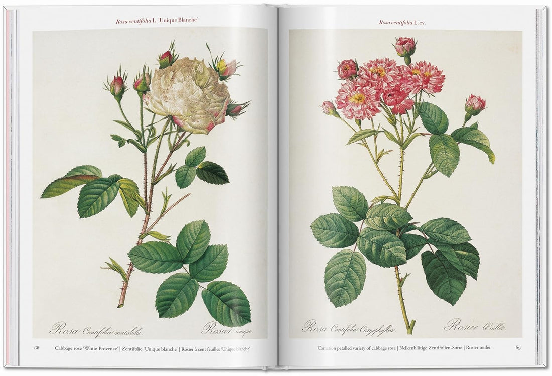 Redouté: Roses; the Complete Plates 1817-1824