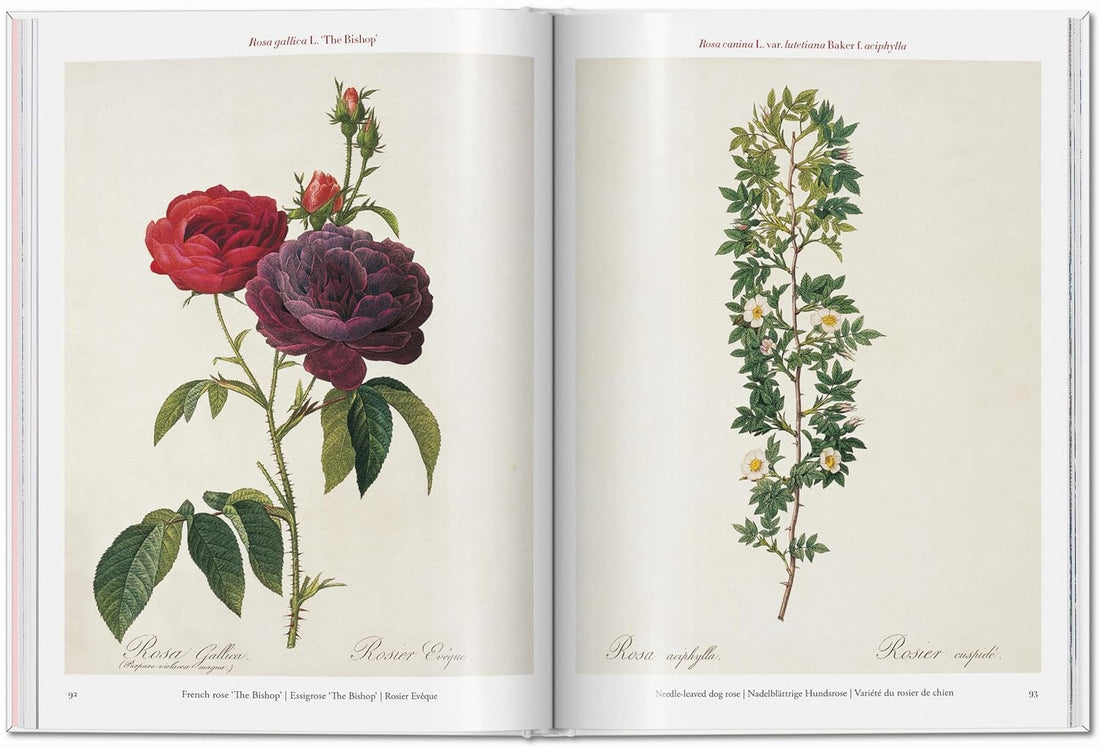Redouté: Roses; the Complete Plates 1817-1824