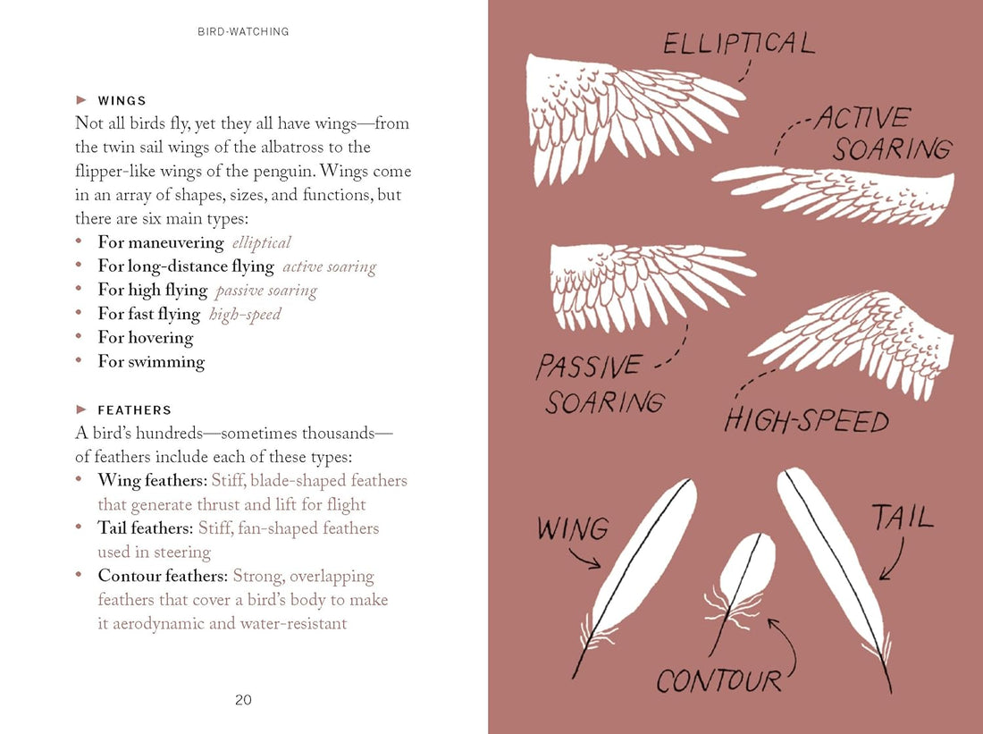 Pocket Nature: Bird-Watching