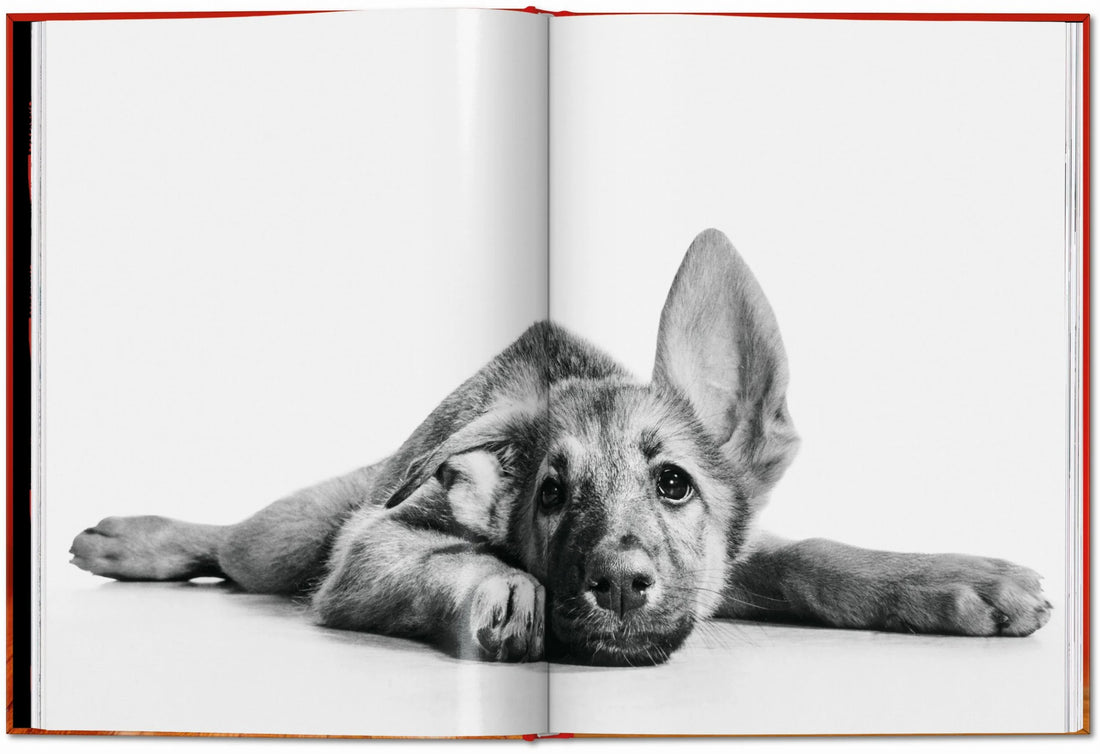 Walter Chandoha. Dogs. Photographs 1941–1991