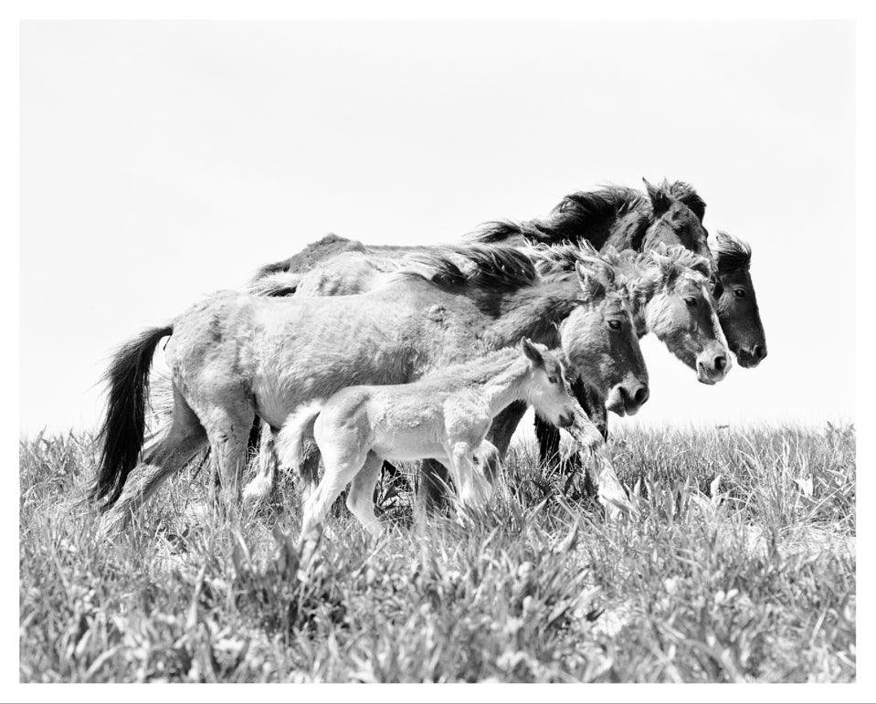 The Wild Horses of Sable Island