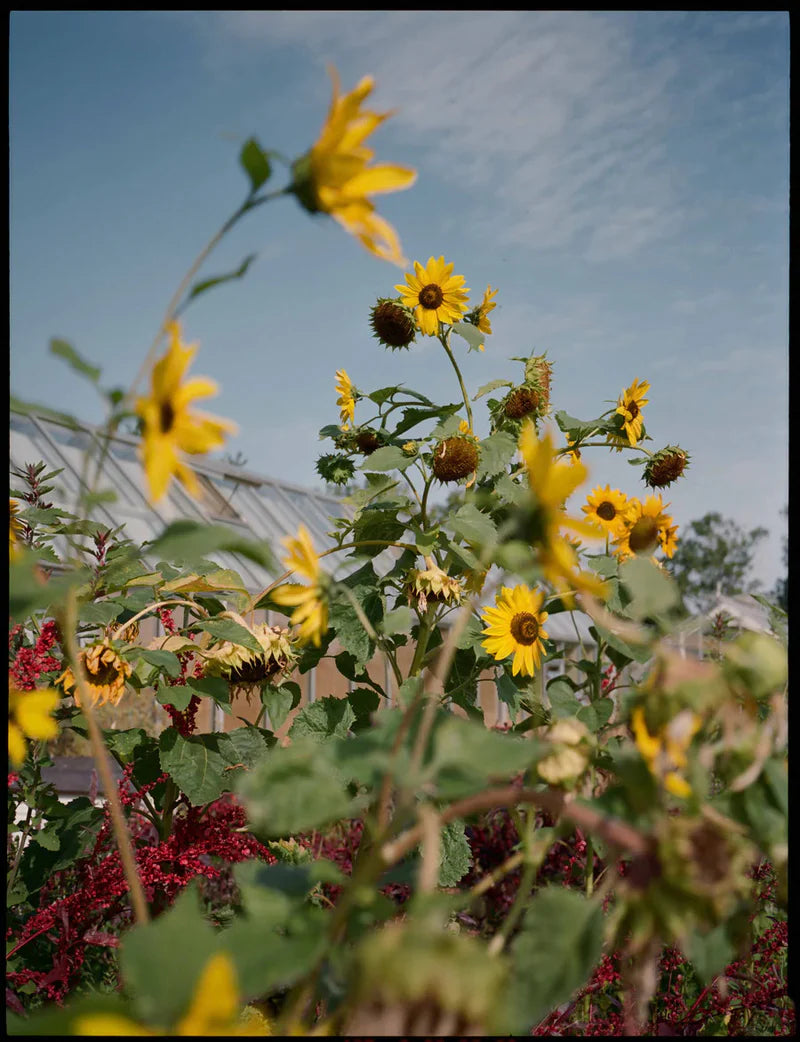 A Magazine 29: Curated by Cecilie Bahnsen (pre-order)