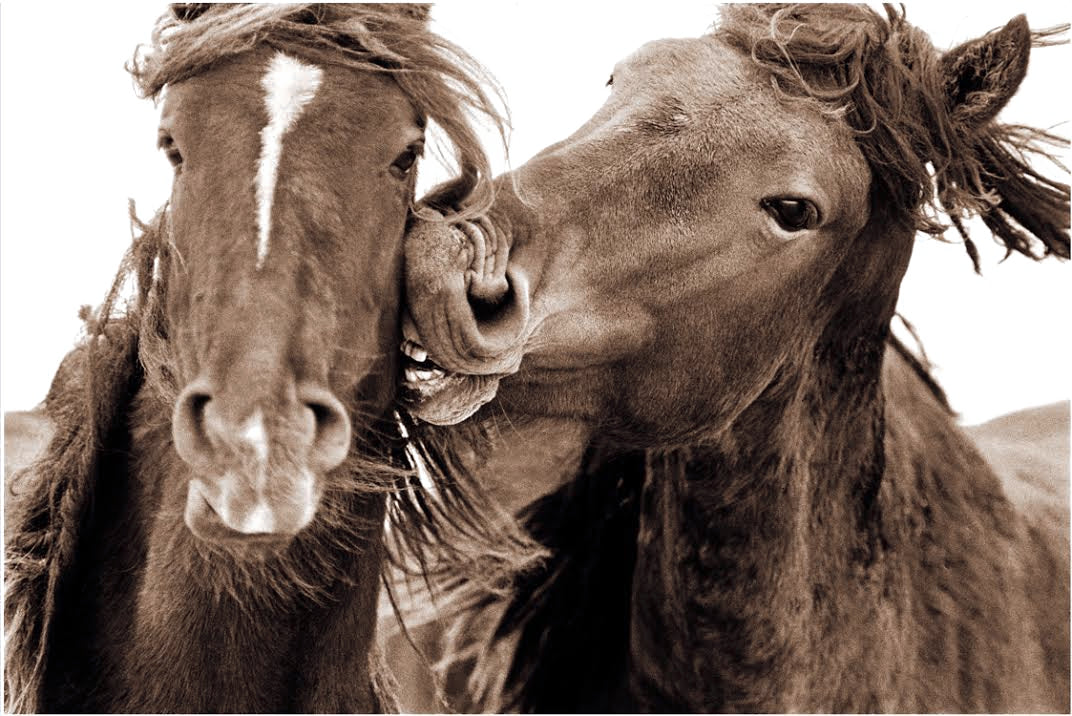 The Wild Horses of Sable Island