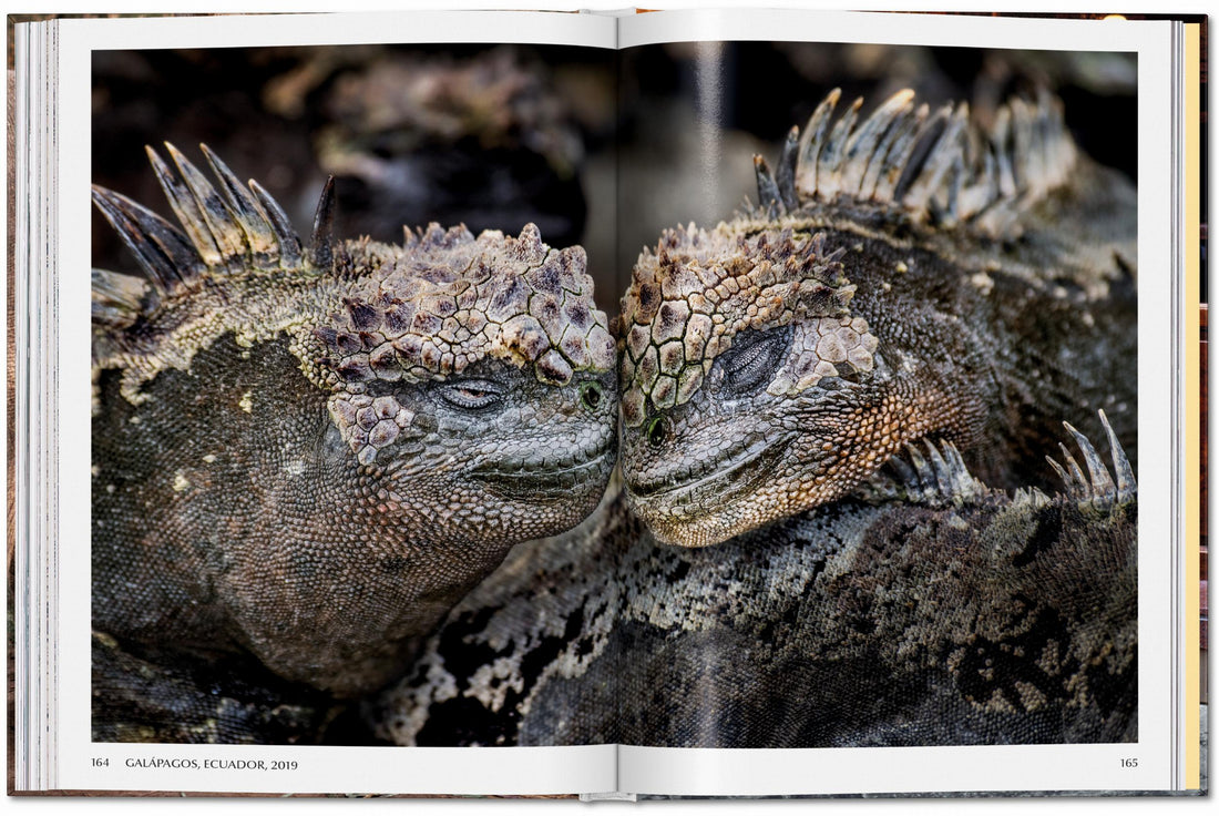 Steve McCurry. Animals