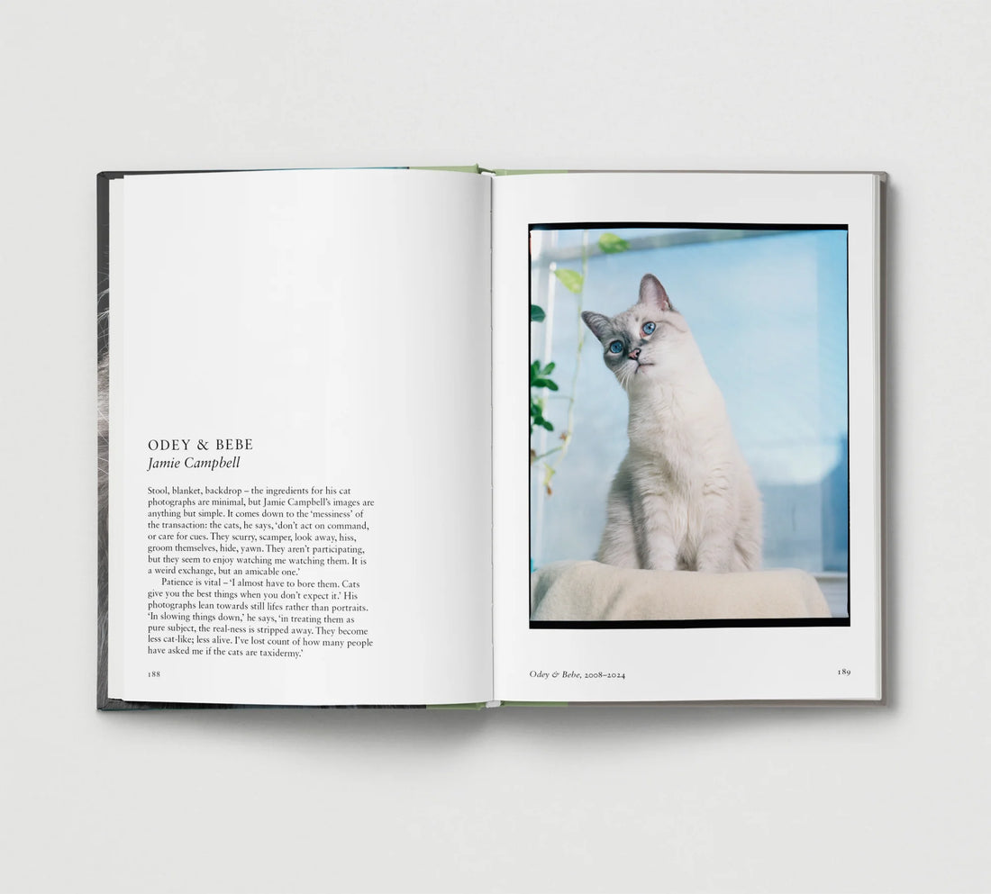 New Photography of the Cat.