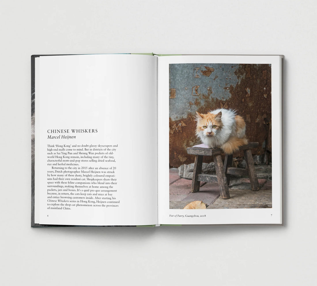 New Photography of the Cat.