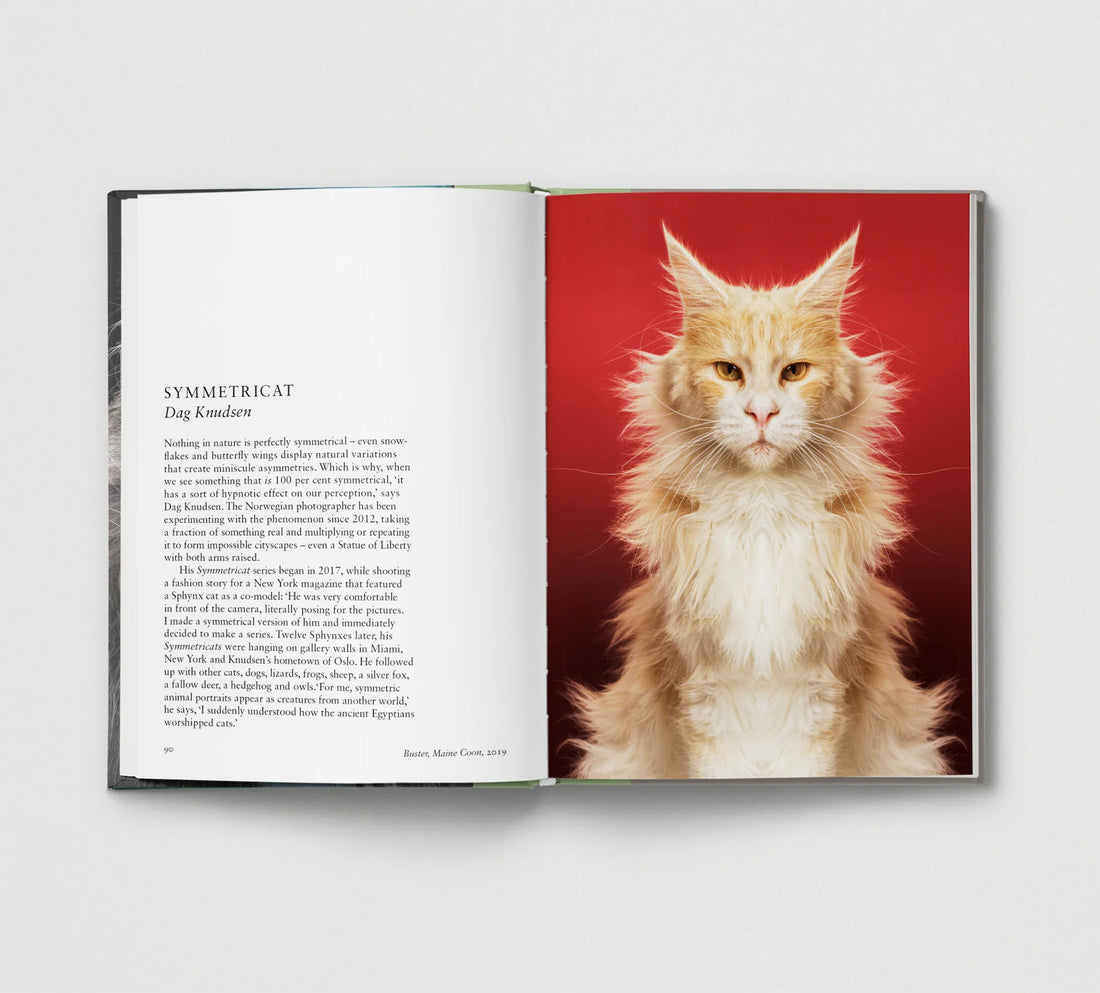 New Photography of the Cat.