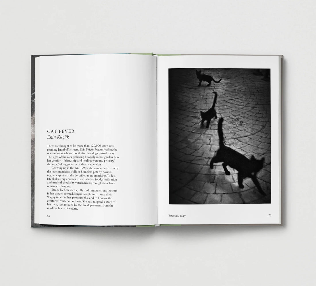New Photography of the Cat.