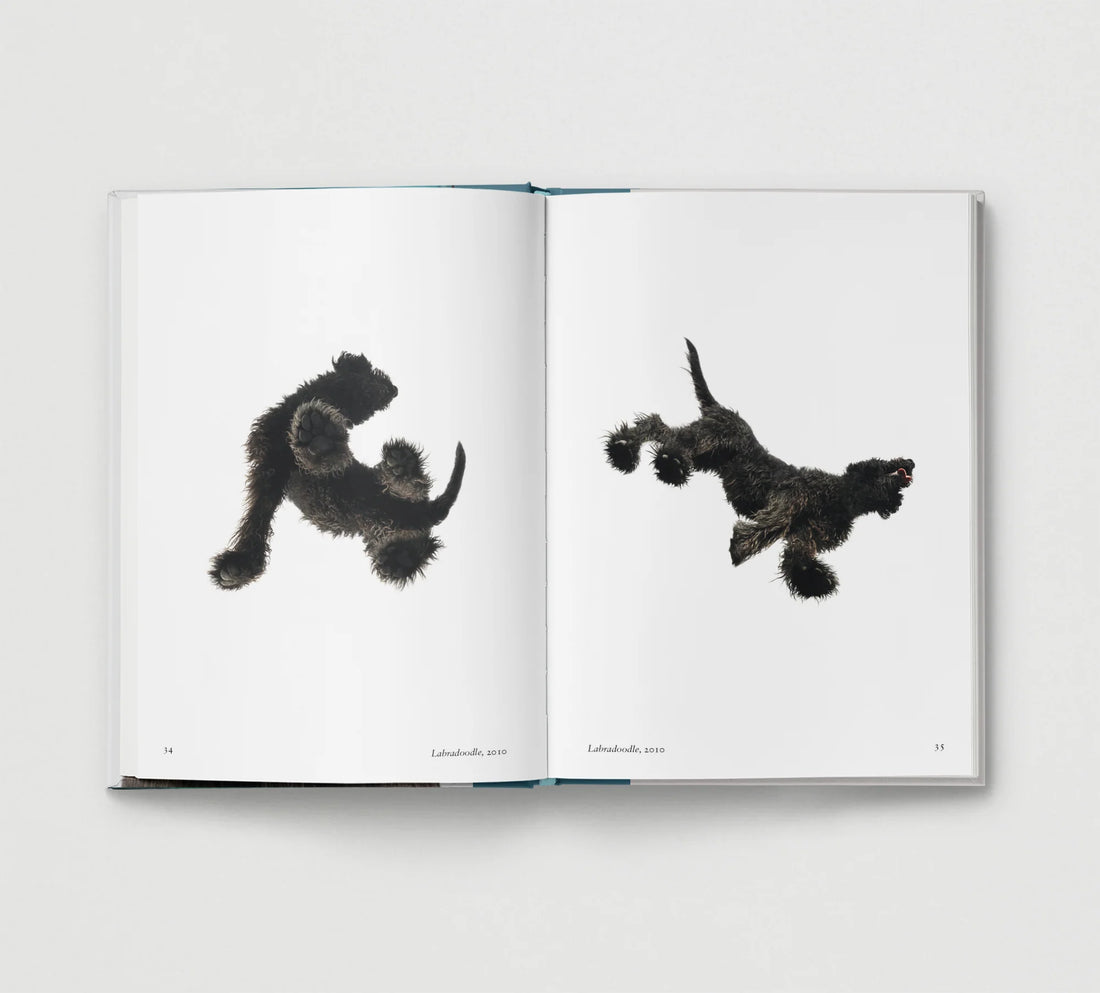 New Photography of the Dog.