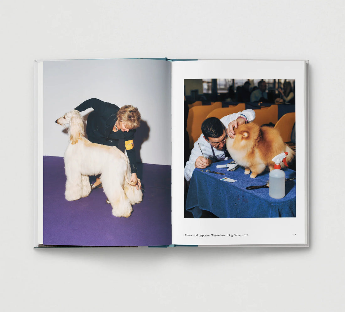 New Photography of the Dog.