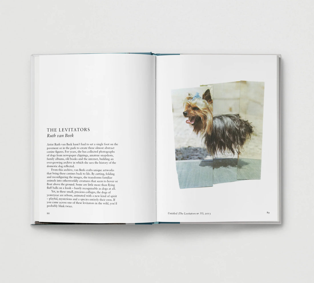 New Photography of the Dog.