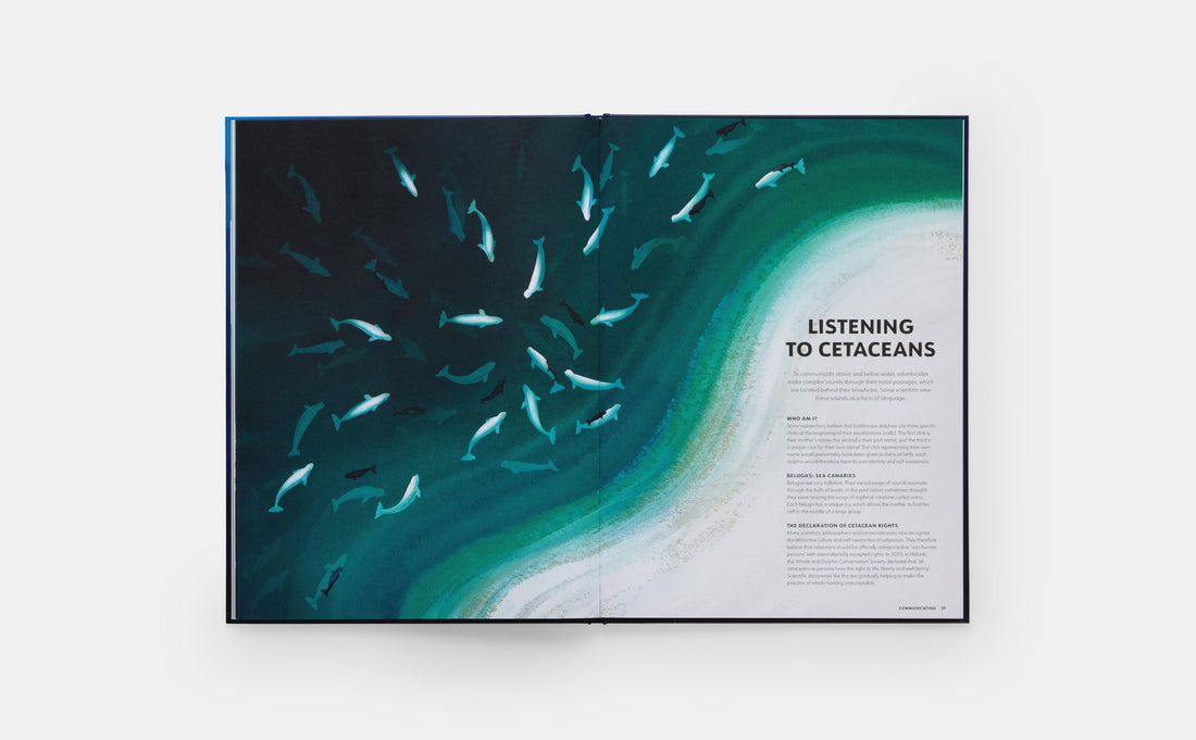 Mysteries of Marine Mammals