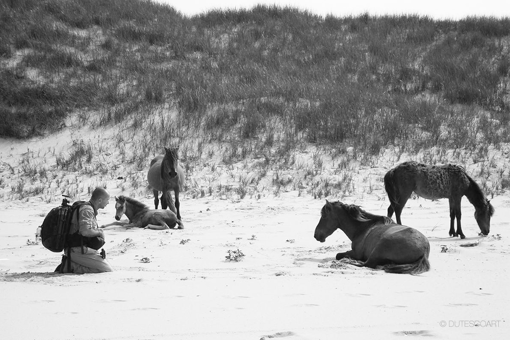 The Wild Horses of Sable Island