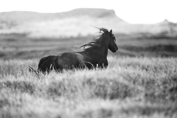 The Wild Horses of Sable Island