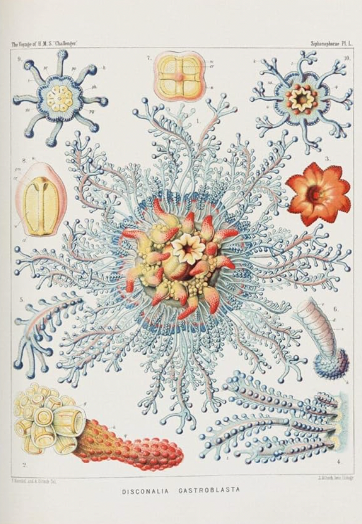 The Art and Science of Ernst Haeckel - 40th Anniversary Edition