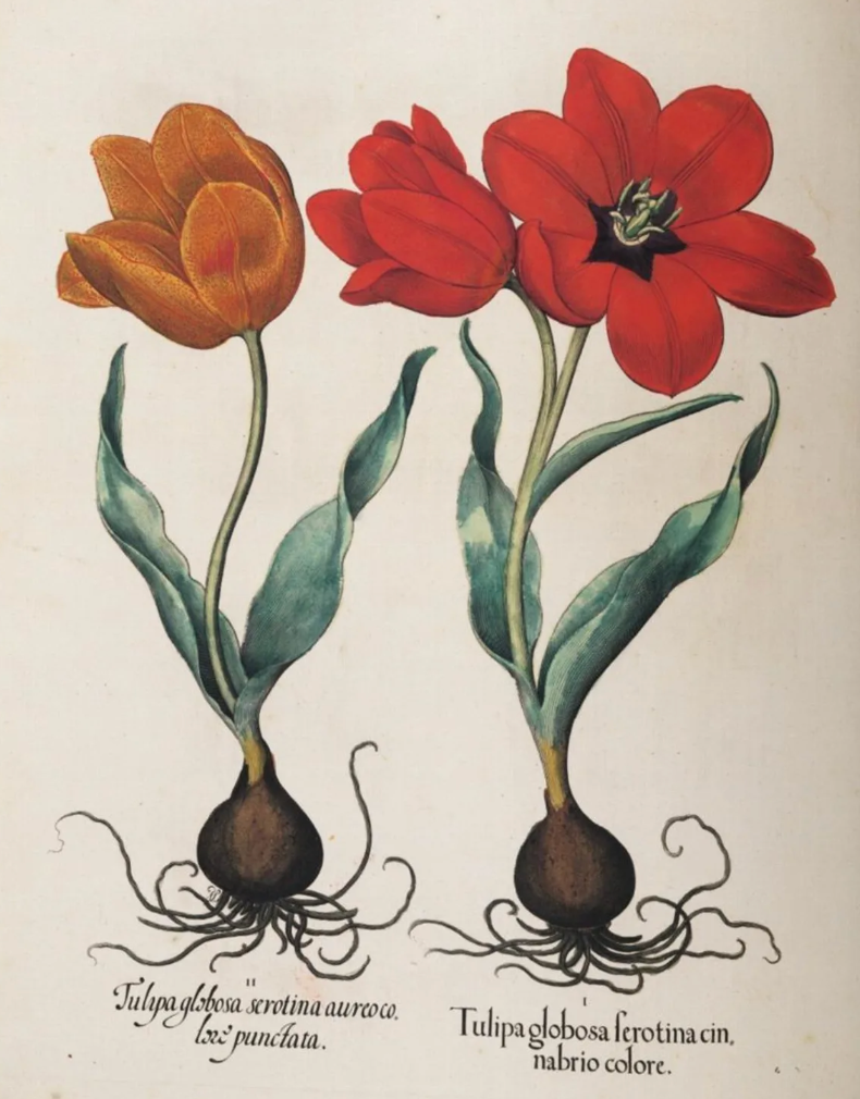 A Garden Eden. Masterpieces of Botanical Illustration. 40th Anniversary Edition