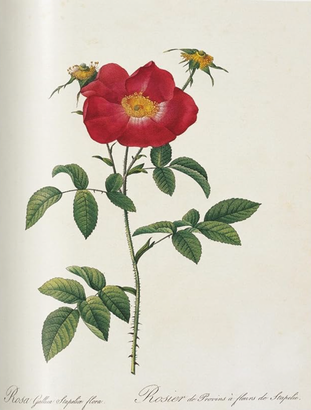 Redouté: Roses; the Complete Plates 1817-1824