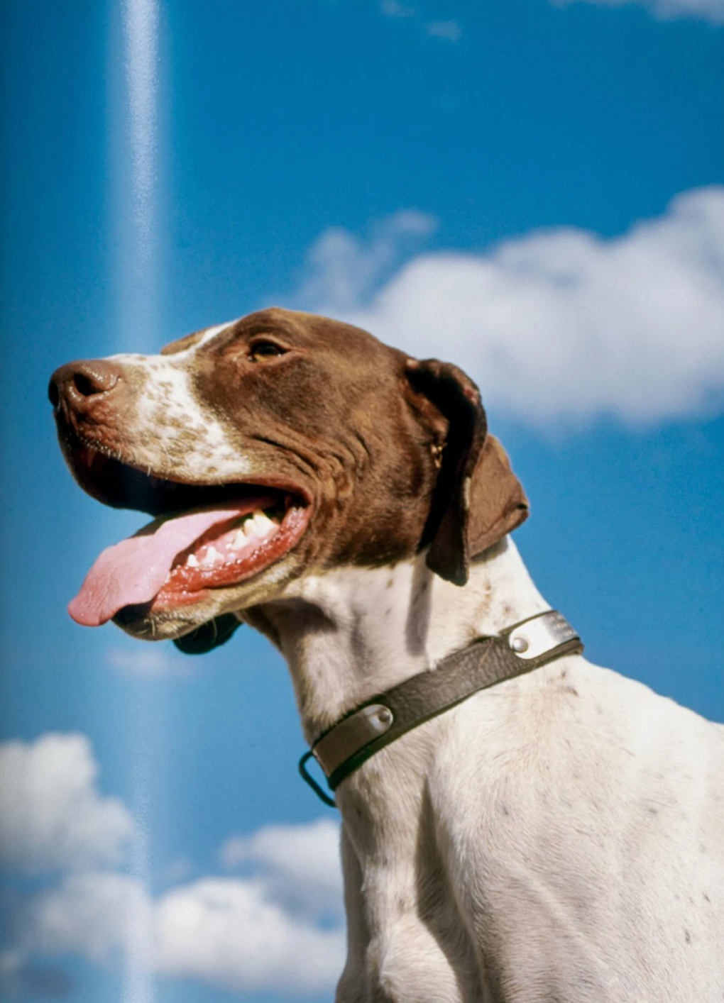 Walter Chandoha. Dogs. Photographs 1941–1991