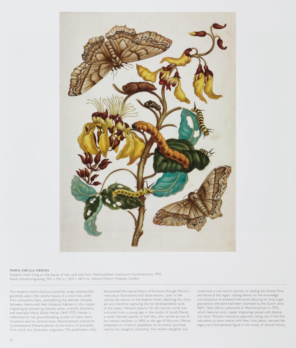 Butterfly: Exploring the World of Lepidoptera