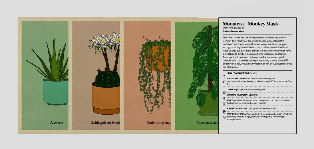 Houseplant Gardener in a Box (cards)