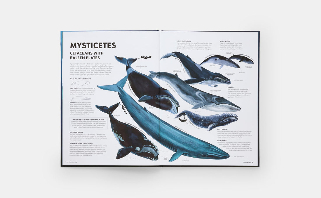 Mysteries of Marine Mammals