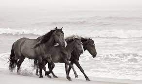 The Wild Horses of Sable Island