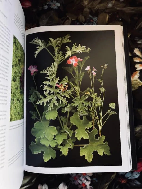 The Scentual Garden - Ken Druse